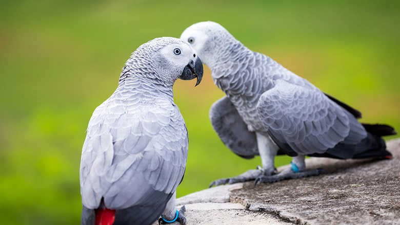 African Grey Parrots